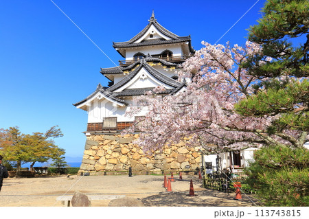 【滋賀県】快晴の彦根城天守閣と満開の桜 【滋賀県】快晴の彦根城天守閣と満開の桜 113743815