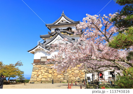 【滋賀県】快晴の彦根城天守閣と満開の桜 113743816