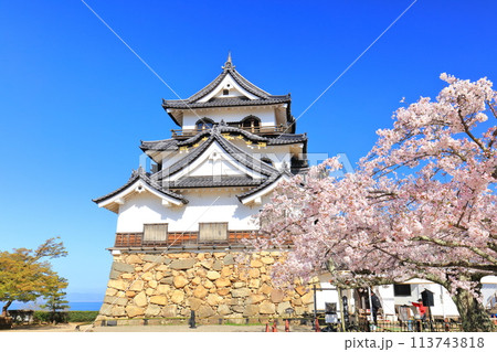 【滋賀県】快晴の彦根城天守閣と満開の桜 113743818