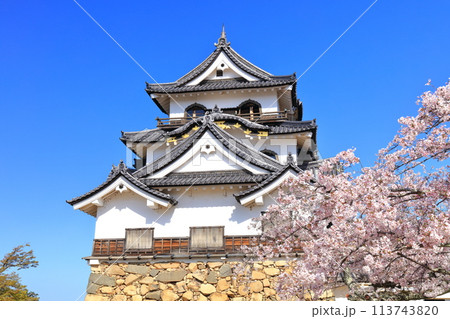 【滋賀県】快晴の彦根城天守閣と満開の桜 【滋賀県】快晴の彦根城天守閣と満開の桜 113743820