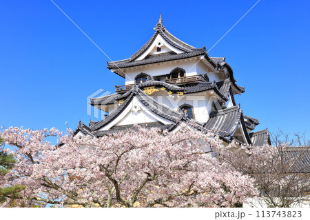 【滋賀県】快晴の彦根城天守閣と満開の桜 【滋賀県】快晴の彦根城天守閣と満開の桜 113743823