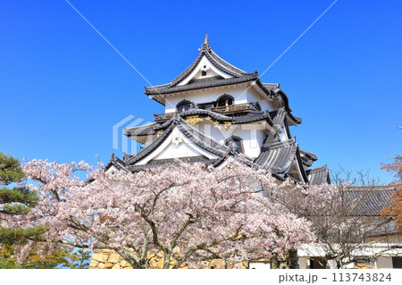【滋賀県】快晴の彦根城天守閣と満開の桜 113743824