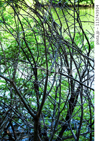 木の枝超しに見える湖の水面 113743934