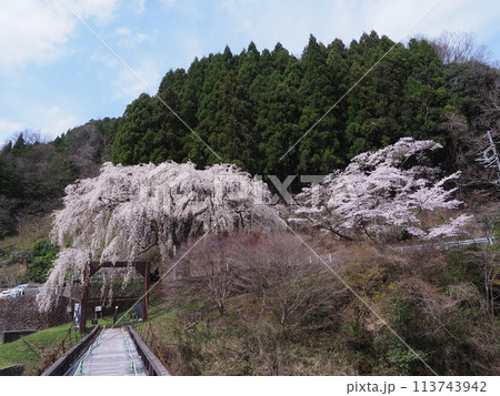 京北 魚ヶ渕吊り橋の桜 京北 魚ヶ渕吊り橋の桜 113743942