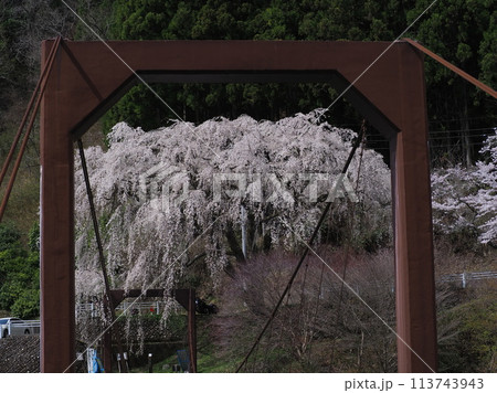 京北　魚ヶ渕吊り橋の桜 113743943