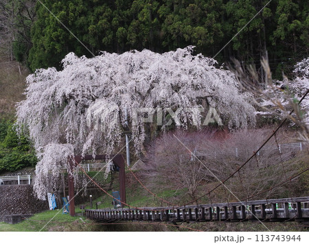 京北　魚ヶ渕吊り橋の桜 113743944
