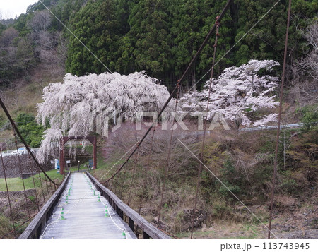 京北　魚ヶ渕吊り橋の桜 113743945
