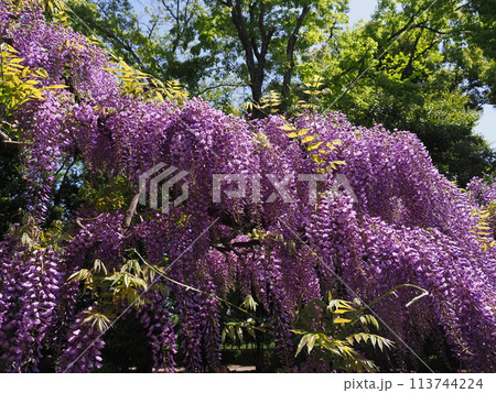 京都 鳥羽の藤棚 京都 鳥羽の藤棚 113744224