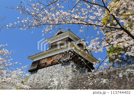 美しい桜の花の間から望む熊本城未申櫓の景色 美しい桜の花の間から望む熊本城未申櫓の景色 113744402