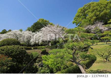 満開の桜が咲く庭園を和装の女性が歩く美しい和の景色 満開の桜が咲く庭園を和装の女性が歩く美しい和の景色 113744413
