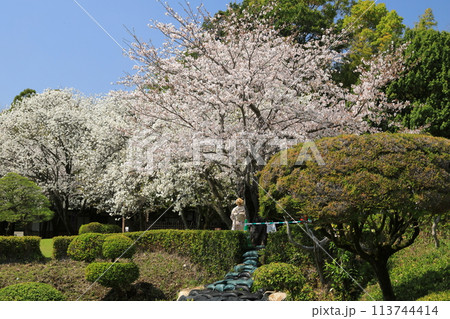 満開の桜の花の下に着物姿の女性が佇む日本の春らしい風景 113744414