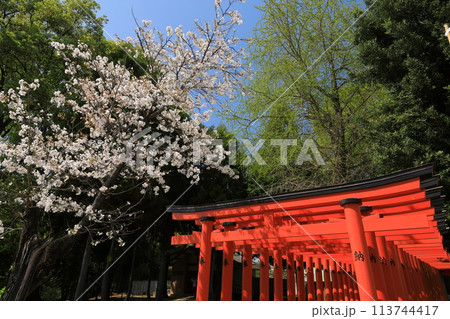 満開の桜の花に彩られた稲荷神社の鳥居の景色 満開の桜の花に彩られた稲荷神社の鳥居の景色 113744417
