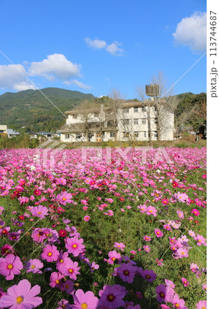 コスモス畑 113744687