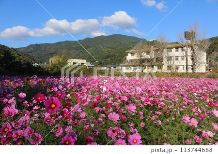 コスモス畑 コスモス畑 113744688