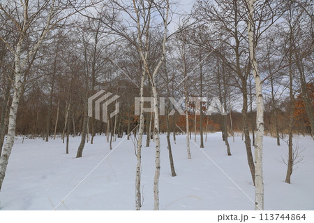 雪景色のウトナイ湖自然観察路の白樺林の風景 雪景色のウトナイ湖自然観察路の白樺林の風景 113744864