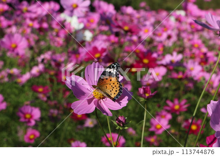 コスモス畑 コスモス畑 113744876