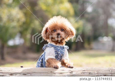 トイプードル 113744931