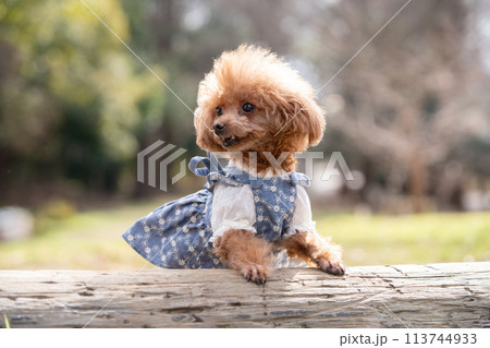 トイプードル 113744933