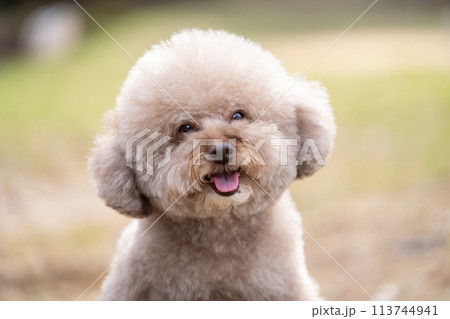 笑っているトイプードル 笑っているトイプードル 113744941