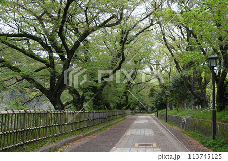 新緑に包まれた道 新緑に包まれた道 113745125