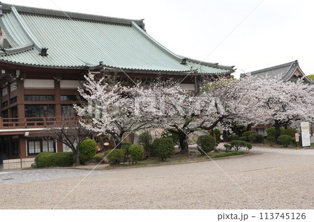 桜が満開の東別院 桜が満開の東別院 113745126