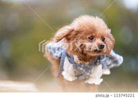 走っているトイプードル 113745221