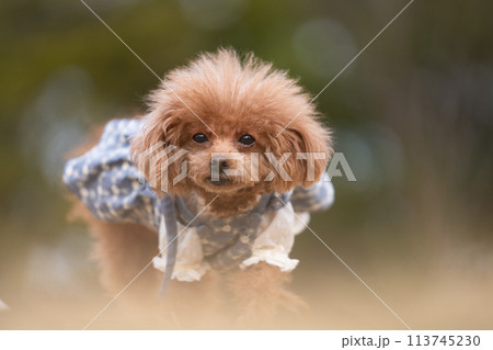 走っているトイプードル 113745230