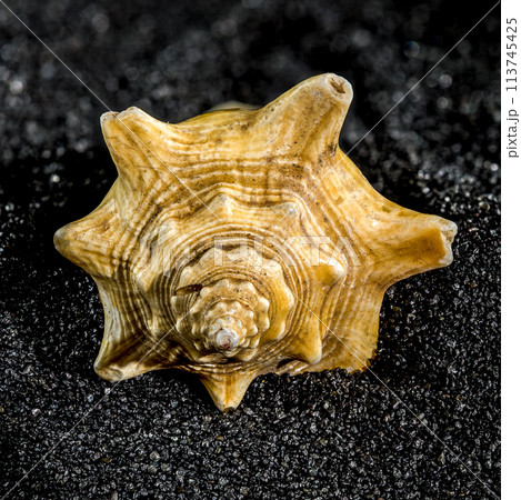 Strombus pugilis shell on a black sand background 113745425