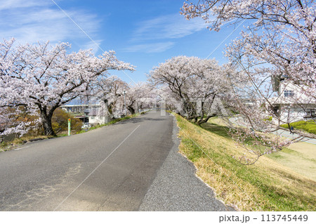 愛知県一宮市 木曽川堤の桜並木 愛知県一宮市 木曽川堤の桜並木 113745449