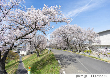 愛知県一宮市 木曽川堤の桜並木 愛知県一宮市 木曽川堤の桜並木 113745450