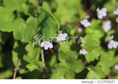 春の道端に咲くツタバウンランの薄紫色の花 春の道端に咲くツタバウンランの薄紫色の花 113745627