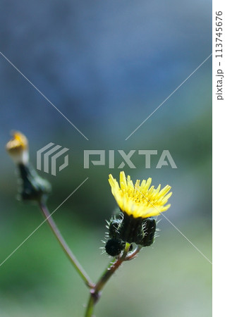 春の訪れを告げるノゲシの花 春の訪れを告げるノゲシの花 113745676