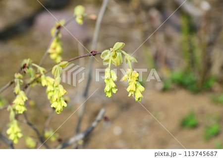 トサミズキの花 トサミズキの花 113745687