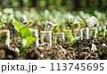 将来のためにお金を節約する、お金と植物が成長する AI生成画像 113745695