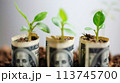 将来のためにお金を節約する、お金と植物が成長する AI生成画像 113745700