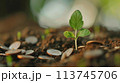 将来のためにお金を節約する、お金と植物が成長する AI生成画像 113745706