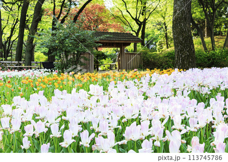 神奈川県横浜市中区横浜公園のチューリップと日本庭園 113745786