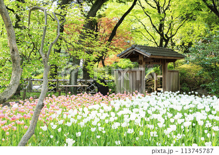 神奈川県横浜市中区横浜公園のチューリップと日本庭園 神奈川県横浜市中区横浜公園のチューリップと日本庭園 113745787