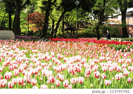 神奈川県横浜市中区横浜公園のチューリップと日本庭園 113745792