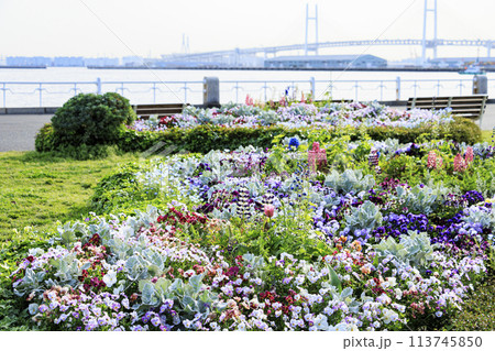 山下公園の花壇に咲く花々 113745850