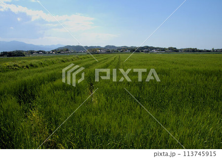 麦畑と空　糸島の農村の風景 113745915