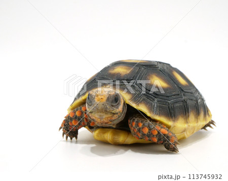 アカアシガメの子どものアップ アカアシガメの子どものアップ 113745932