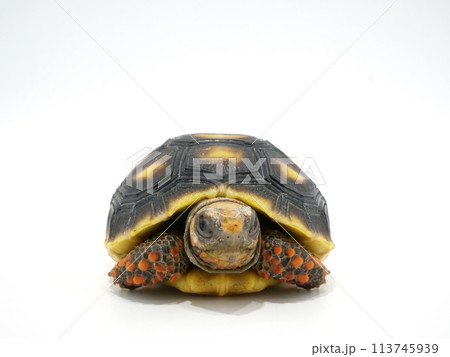 真正面から見たアカアシガメ 真正面から見たアカアシガメ 113745939