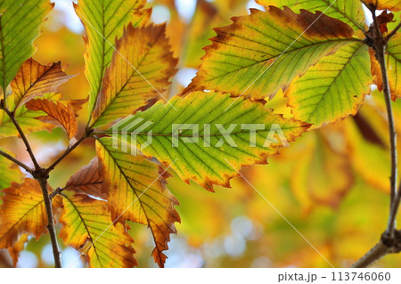 アオナラガシワの紅葉 113746060