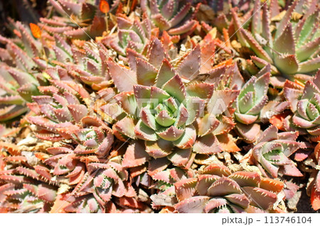 とげとげしい葉のサボテン 113746104