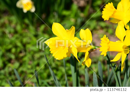 スイセンの花 113746132