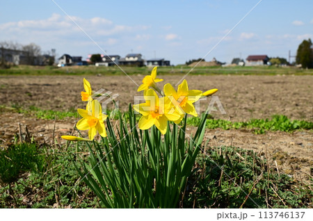 スイセンの花 スイセンの花 113746137