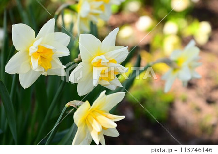 スイセンの花 113746146