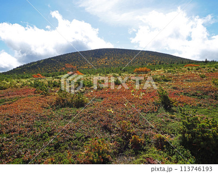 福島県、酸ヶ平の赤い草紅葉に東吾妻山が青空に印象的で綺麗だ。 福島県、酸ヶ平の赤い草紅葉に東吾妻山が青空に印象的で綺麗だ。 113746193