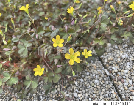 雑草とは思えないような素敵な魅力をふりまくカタバミの花 113746334